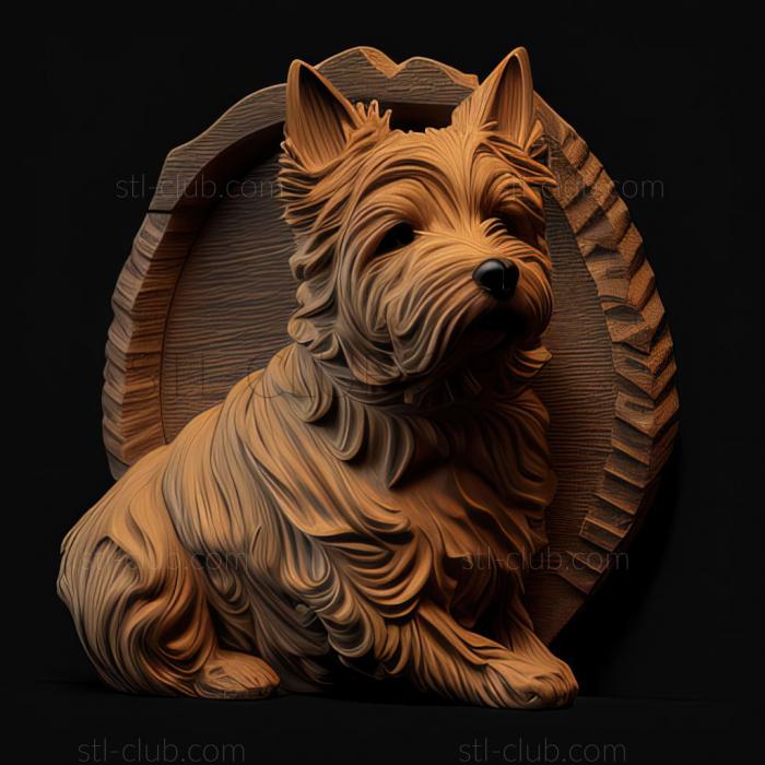 st Norwich Terrier dog